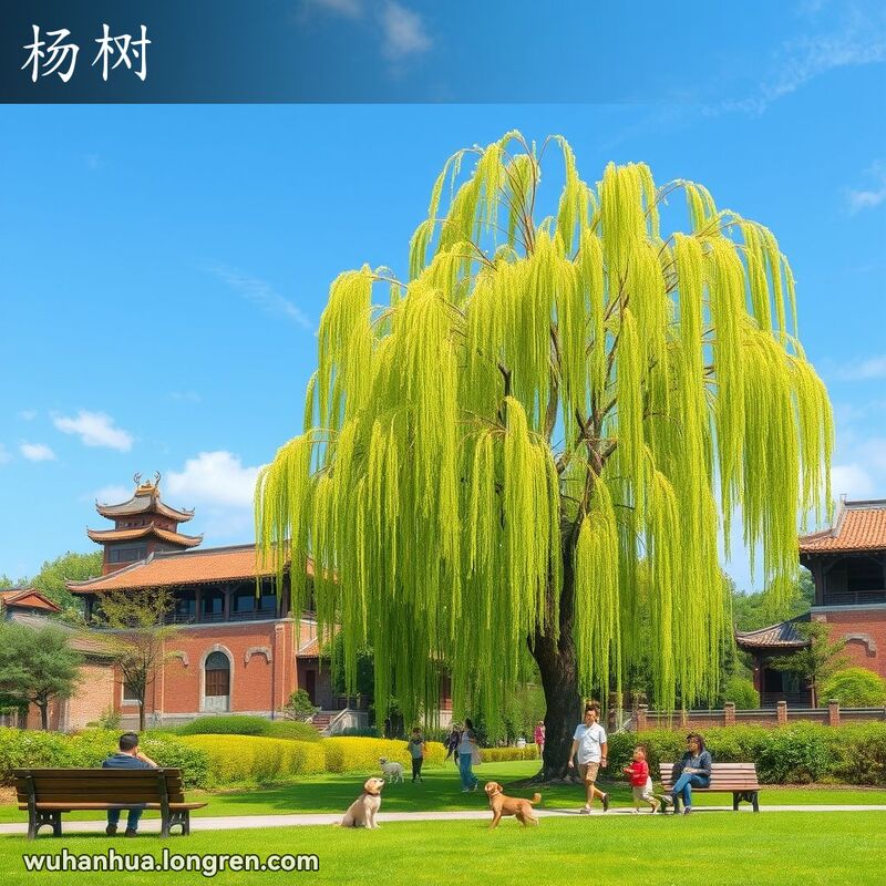 一棵高大的柳树（杨树）矗立在武汉公园中，树枝摇曳，叶子呈卵形或卵状披针形，树上开满柔夷花序，市民在树荫下休憩。